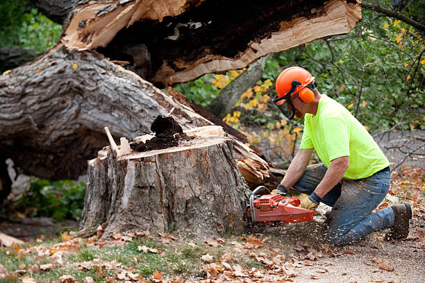 Why Choose Our Tree Removal Services in Center Point, NM?